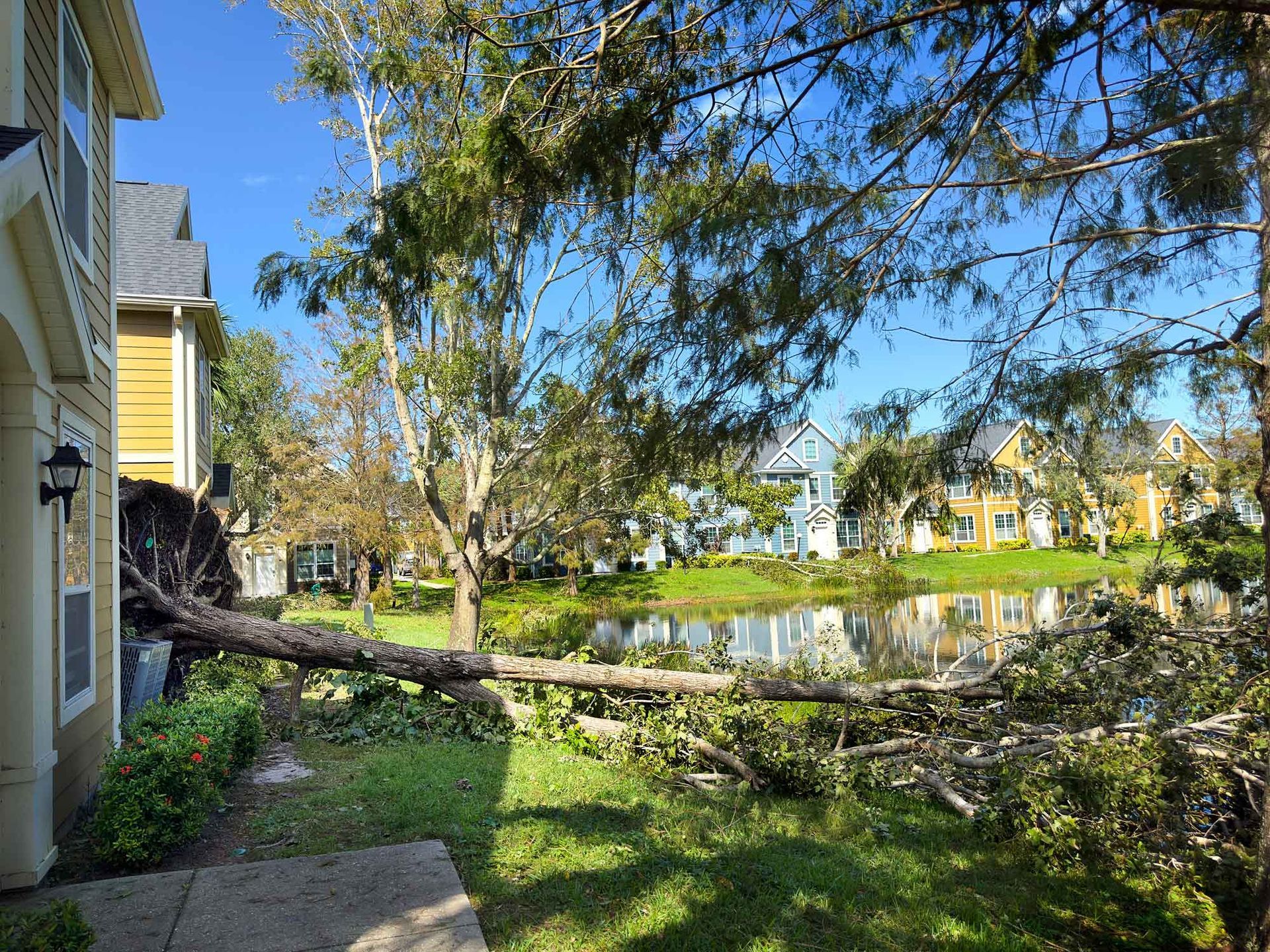 Large fallen tree next to a residential property.