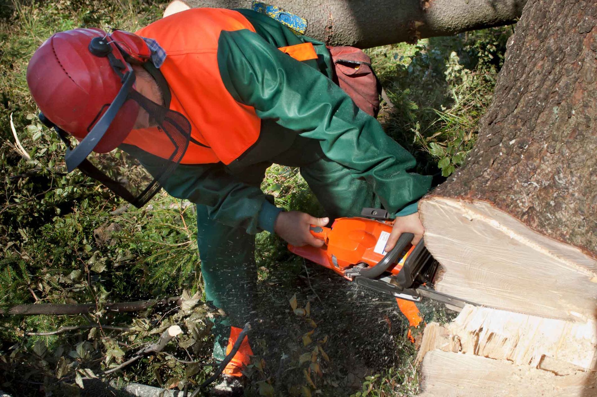 Lumberjack in orange safety gear using chainsaw to cut a tree trunk.