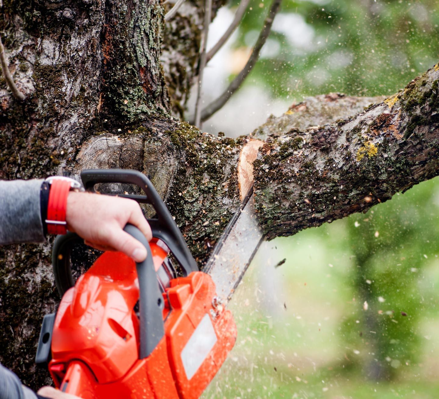 A man is cutting a tree branch with a chainsaw.