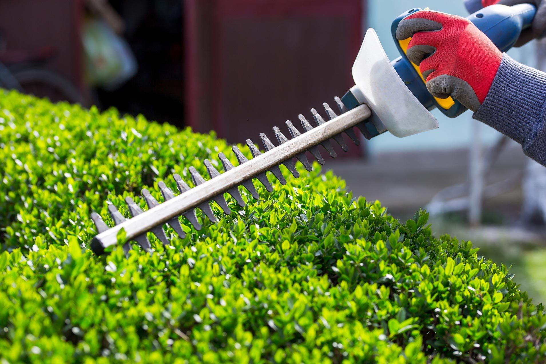 A person is cutting a hedge with a hedge trimmer.