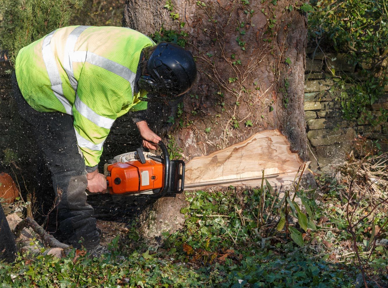 A man is cutting a tree with a chainsaw.