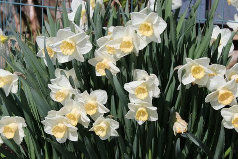 This is a photograph of dafodils in bloom.