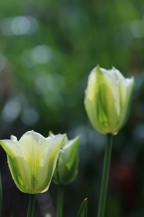 This is a photograph of two tulips in bloom.