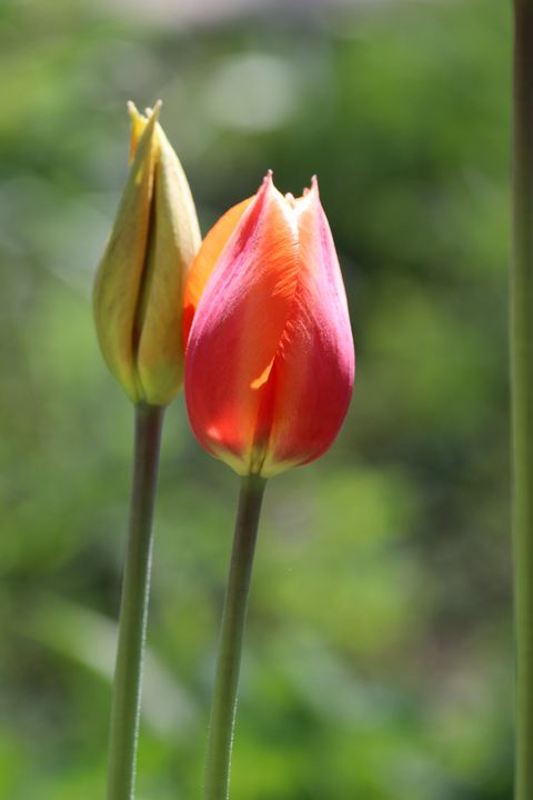 This is an image of two tulips blooming.