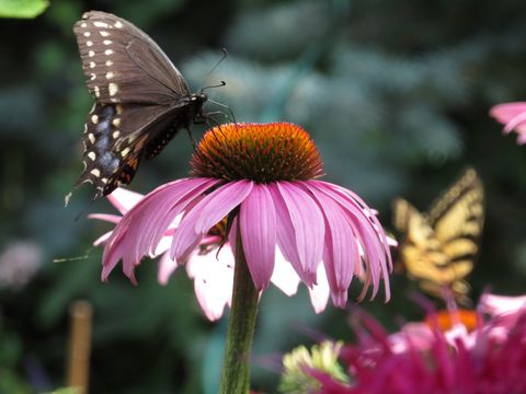 This is a photograph of an echinacea flower in bloom.  There are 2 butterflies hovering around  the blossom.