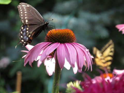 This is a photograph of a butterfly sitting atop a blooming echinacea flower.
