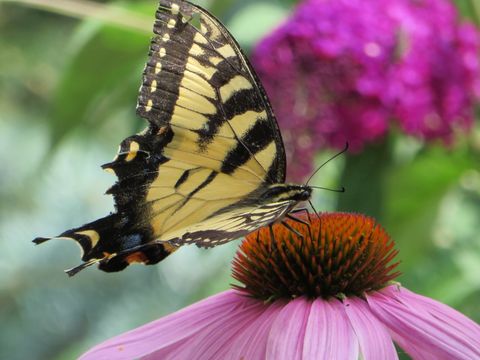This is a photograph of an echinaces plant with a yellow-tailed swallowtail butterfly on it.