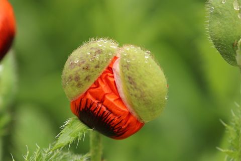 This is a photograph of a red poppy ready to pop!
