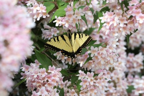 This is a  photograph of  a butterfly atop a blooming abeliabush.