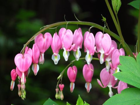 This is a photograph of a bleeding heart plant in full bloom.
