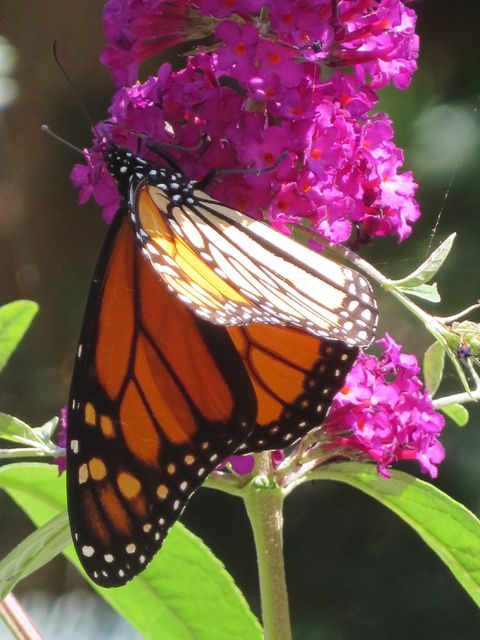 This is a photograph of a monarch butterfly on a flower.