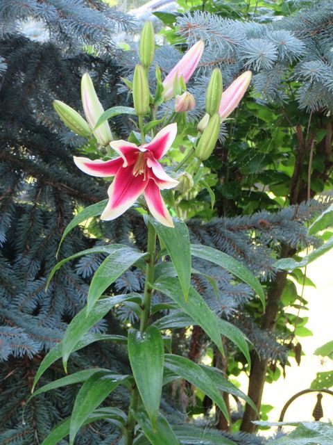 This is a photograph of a stargazer lily in bloom, with other buds ready to bloom behind it.