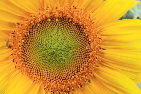 This is a close-up photograph of  sunflower in bloom.