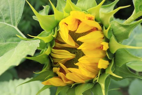 This is a photograph of a sunflower just about to bloom.