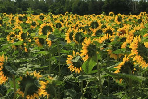 This is a photograph of a field of sunflowers in bloom.
