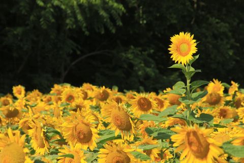 This is a  photograph of  a sunflower field in bloom with one sunflower  taller than all of the others.
