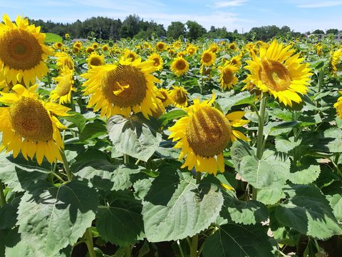 This is a photograph of a field of sunflowers in bloom.