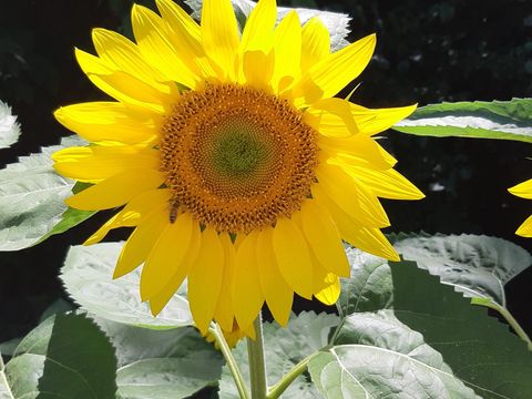 This is a photograph of a sunflower in bloom.
