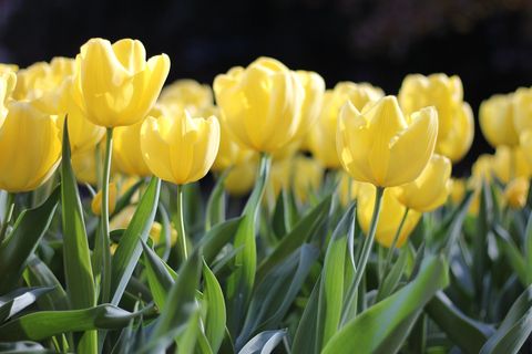 This is a photograph of yellow tulips.