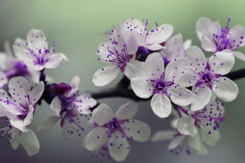 This is a photograph of purple spring flowers.