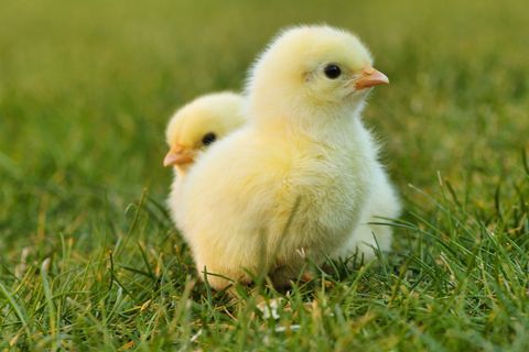 This is an image of baby chicks.