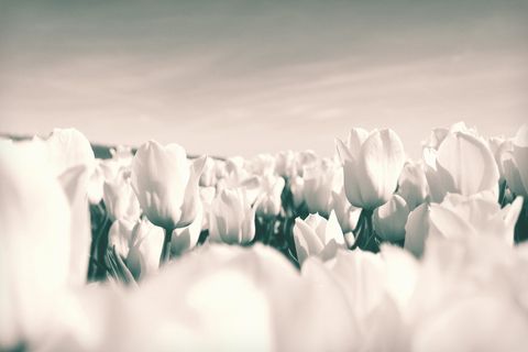 This is an image of  white tulips in bloom.