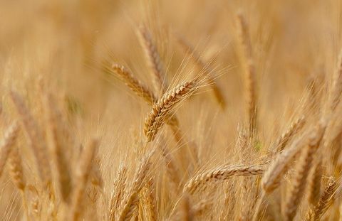 This is an image of a wheat field ready for harvest.