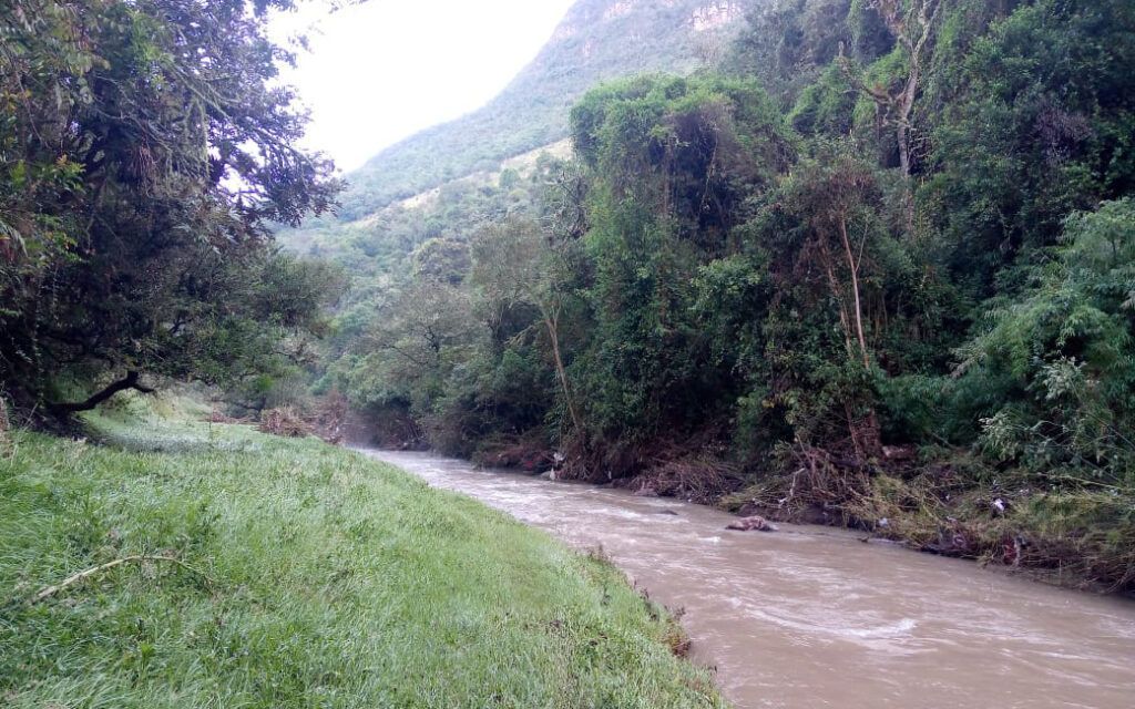 Un río que fluye a través de un exuberante bosque verde rodeado de árboles.