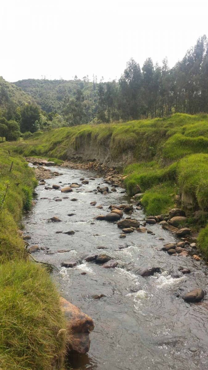 Un pequeño río que fluye a través de un exuberante bosque verde.