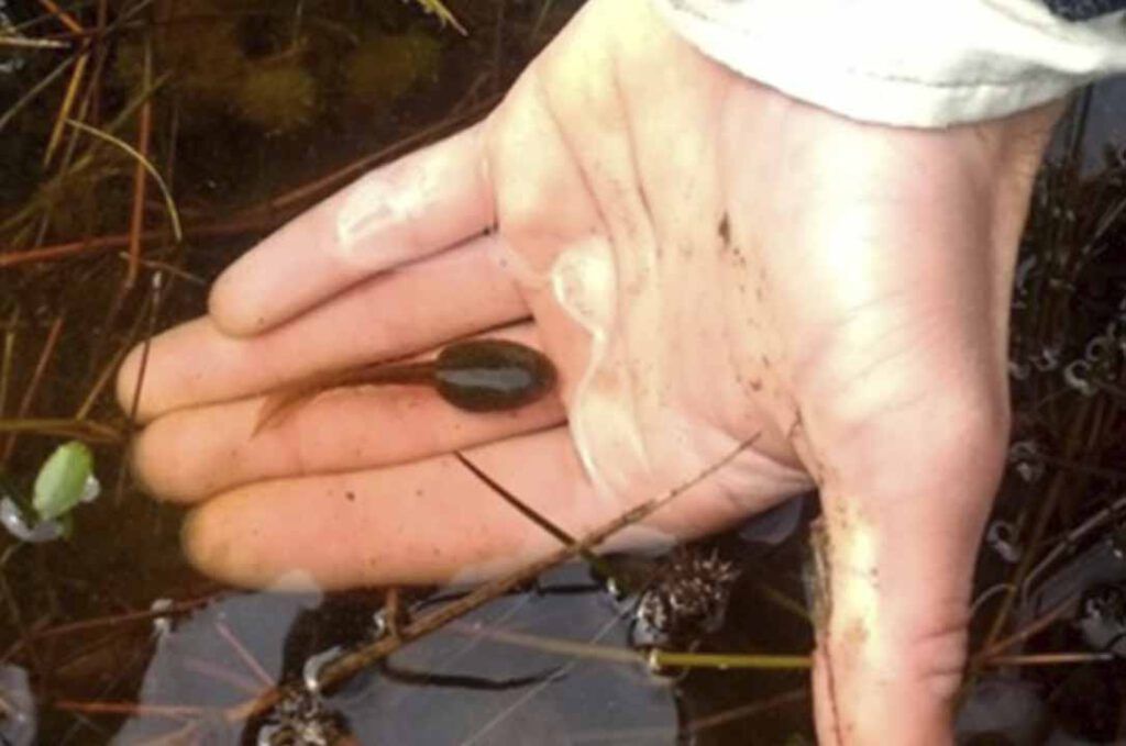 Una persona sostiene un pequeño objeto negro en su mano.