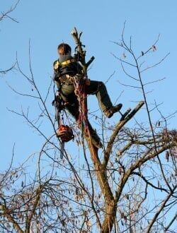 Man prunning the tree branches
