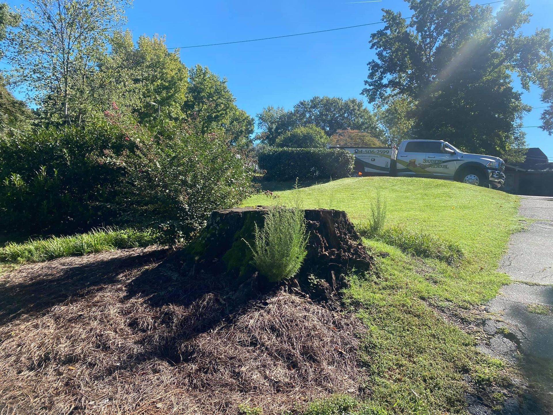 tree services polkton nc
