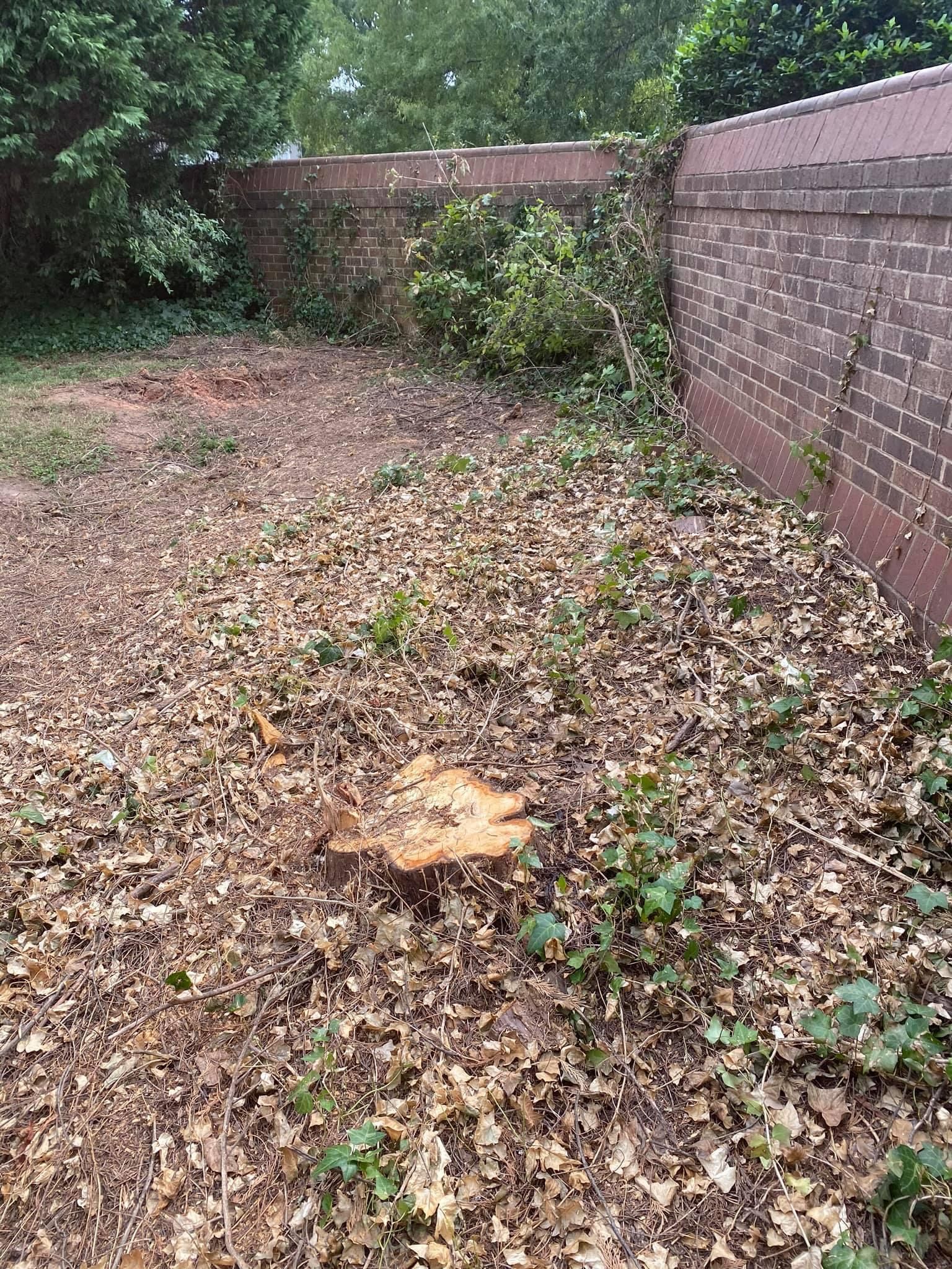 tree services polkton nc
