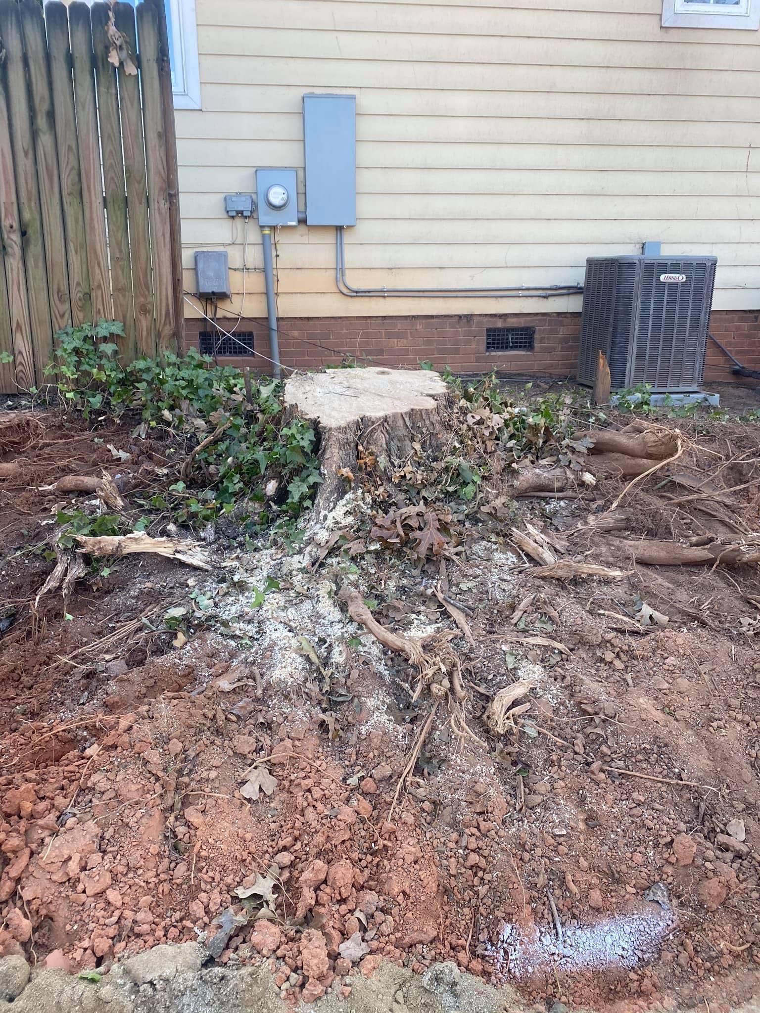 tree services polkton nc
