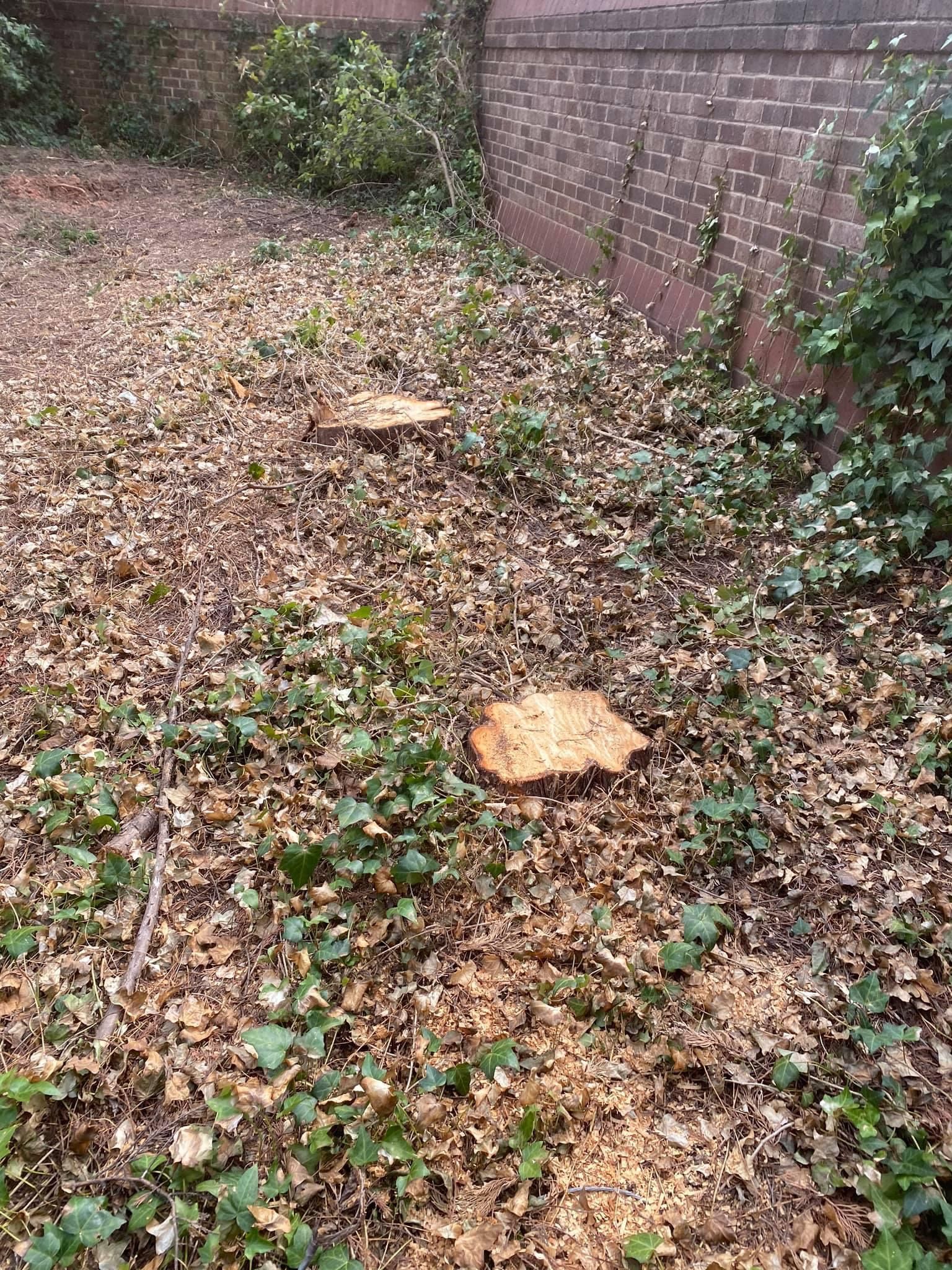 tree services polkton nc
