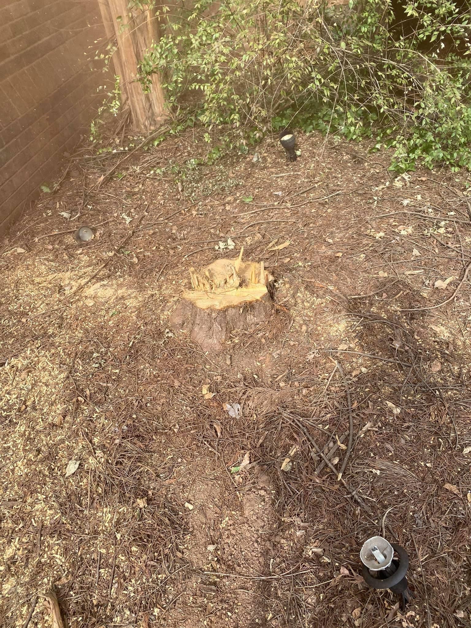 tree services polkton nc
