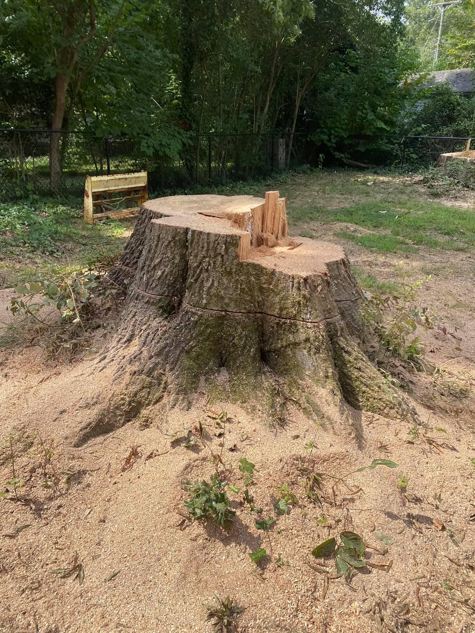 tree services polkton nc
