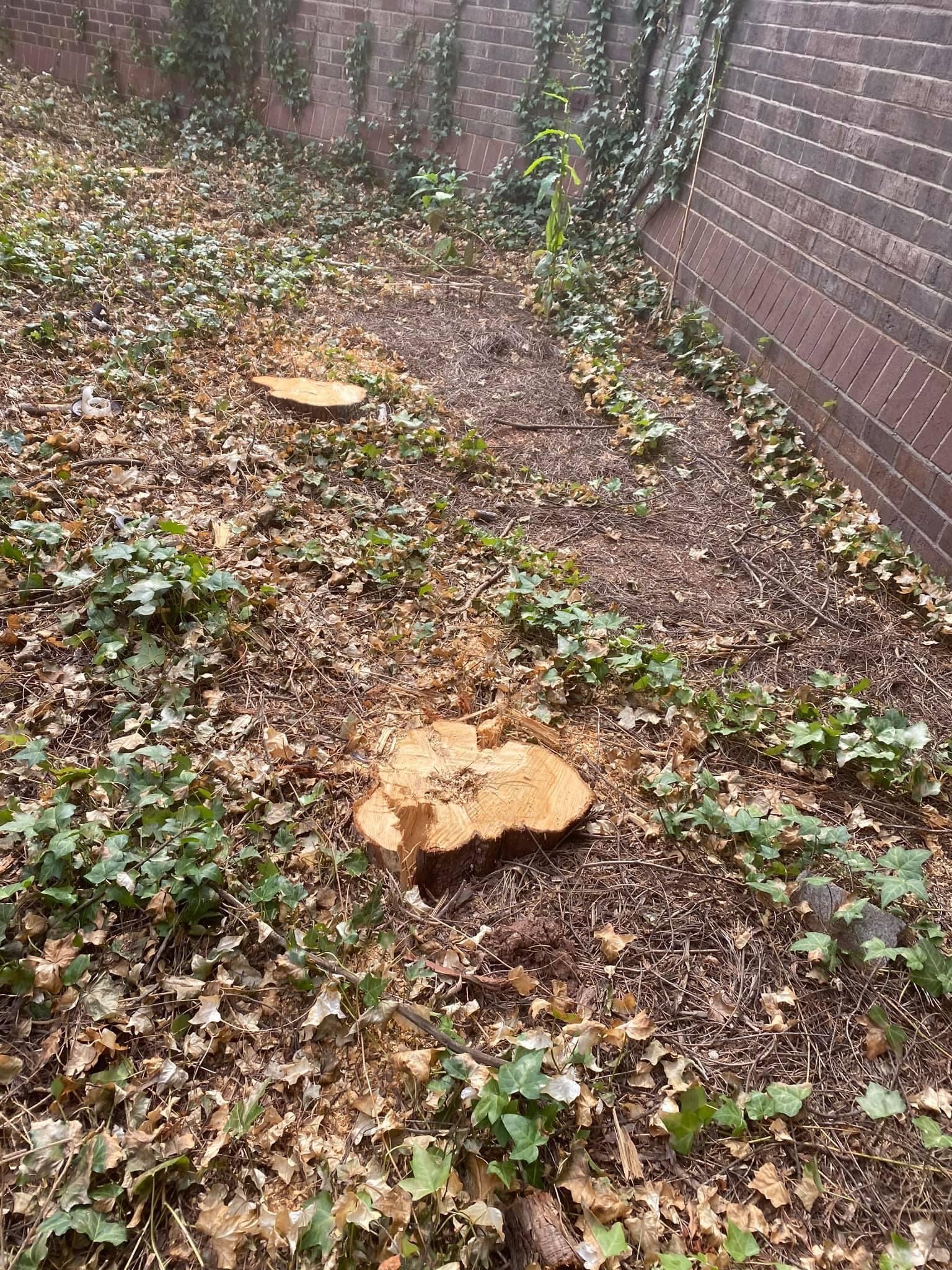 tree services polkton nc
