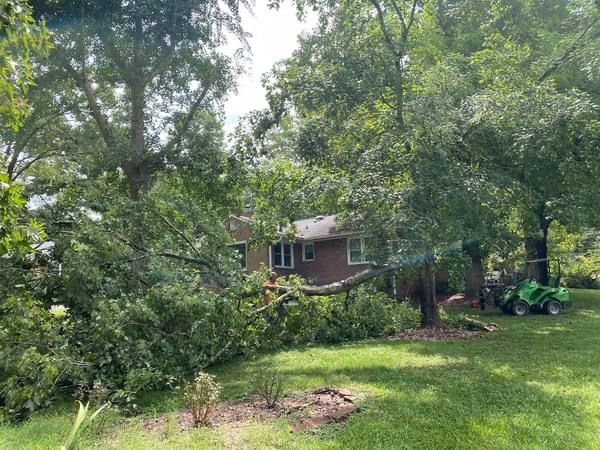 tree removal polkton nc
