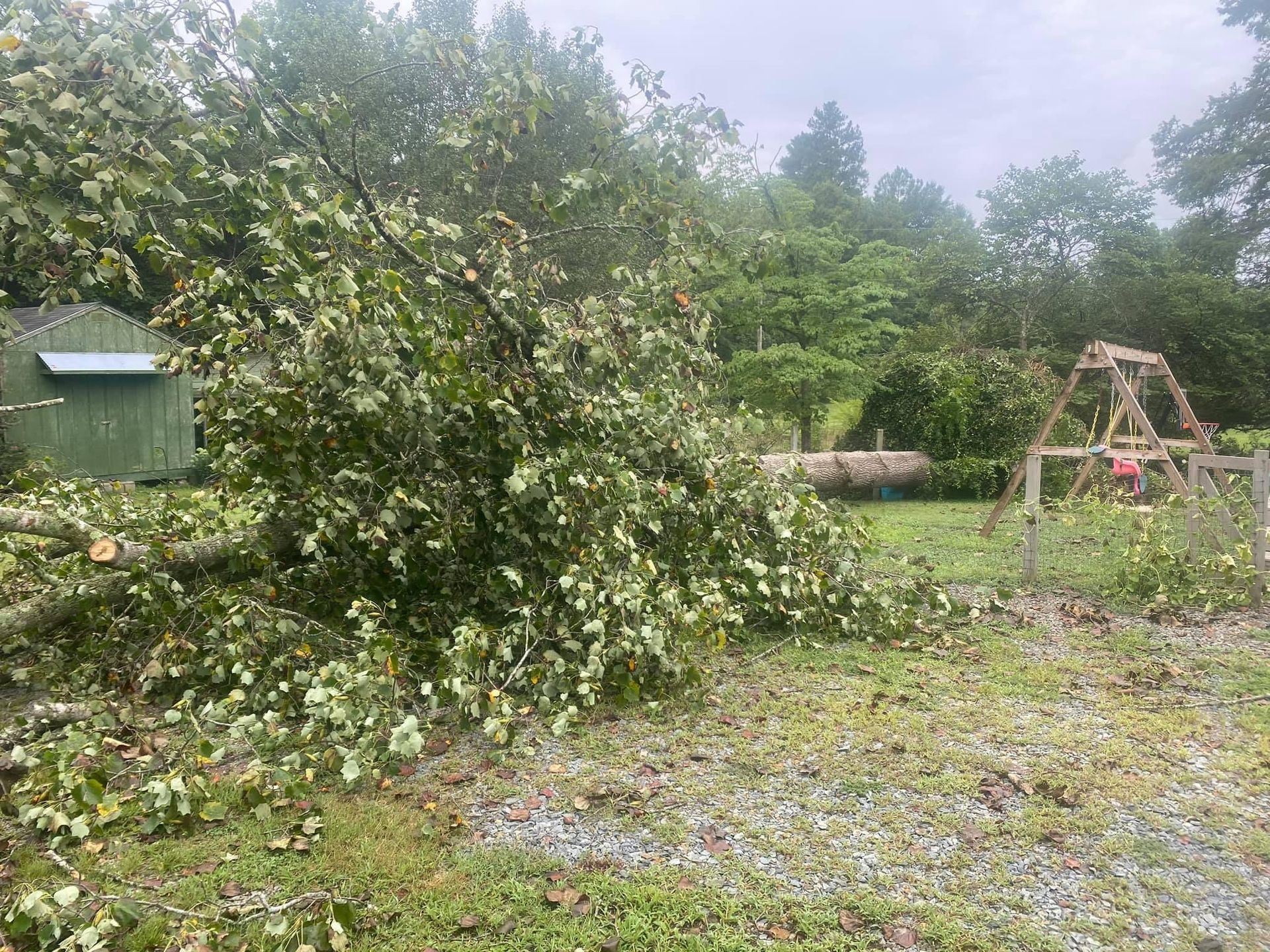 tree removal company polkton nc
