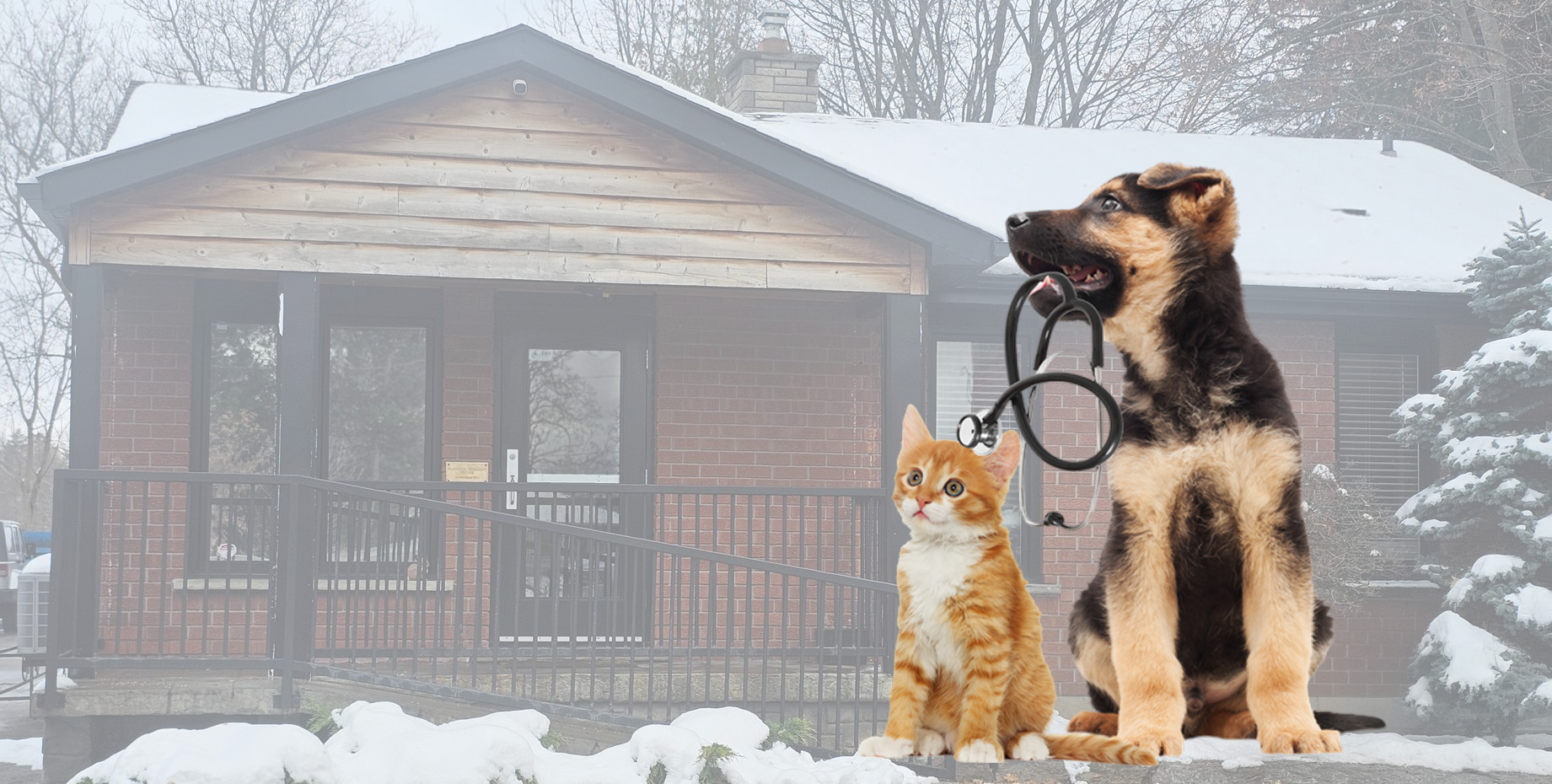 Cat and German Shepherd dog in vet office; dog holds stethoscope.