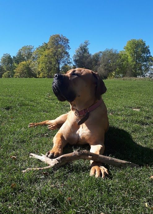 White cat with one blue eye and one yellow eye, held up in front of a white wall.