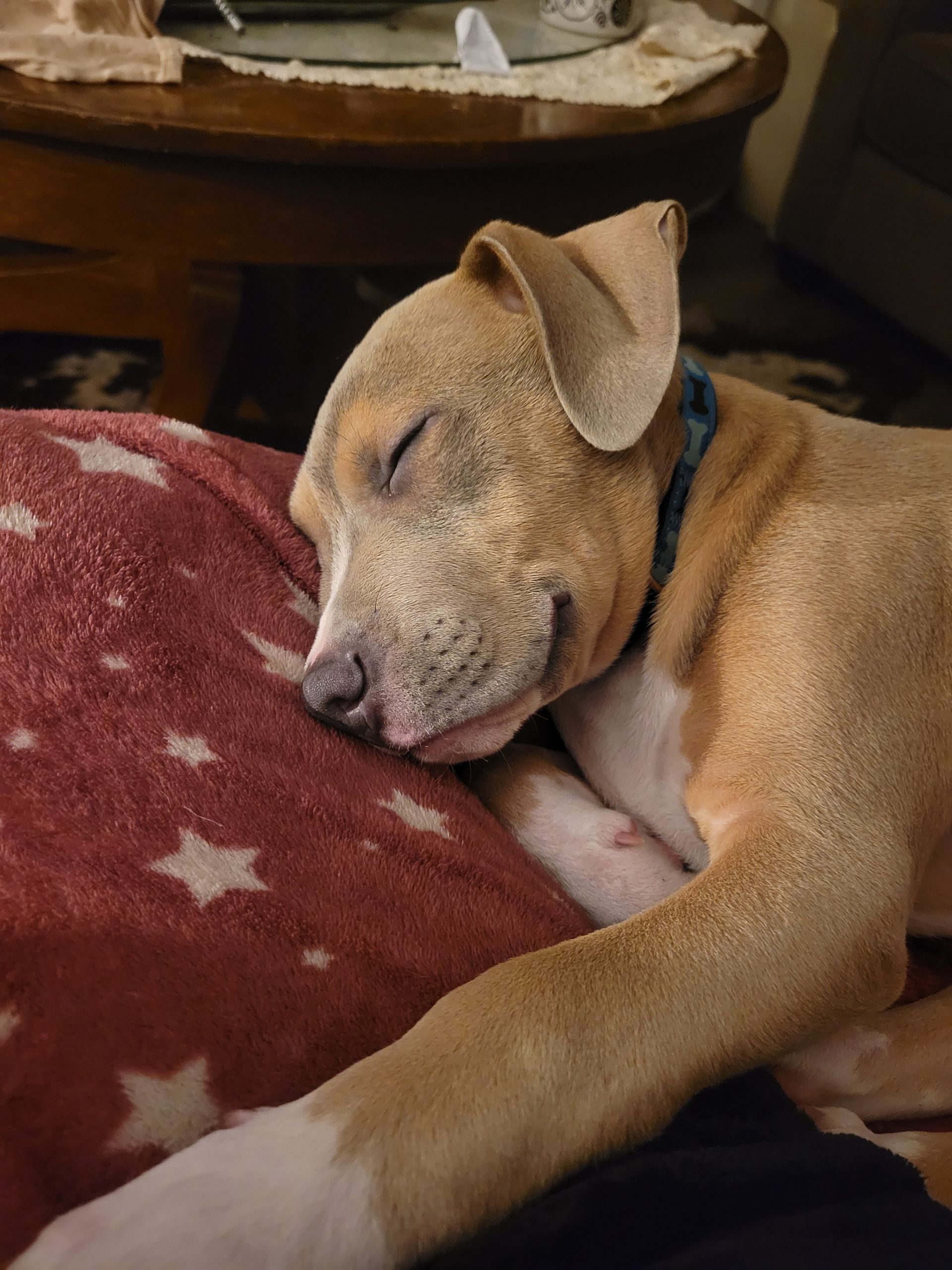 Corgi dog with heterochromia walks toward the camera on a concrete path next to a body of water, wearing a pink harness.