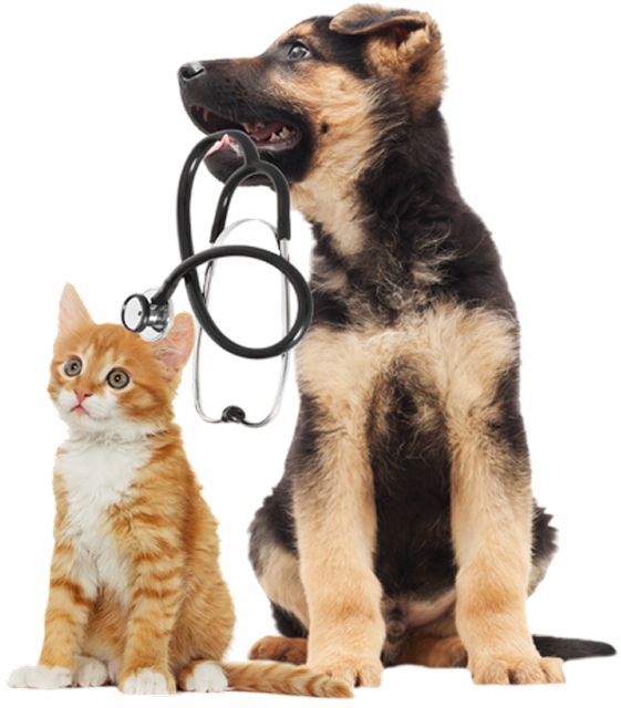 Orange kitten and German Shepherd puppy with stethoscope.