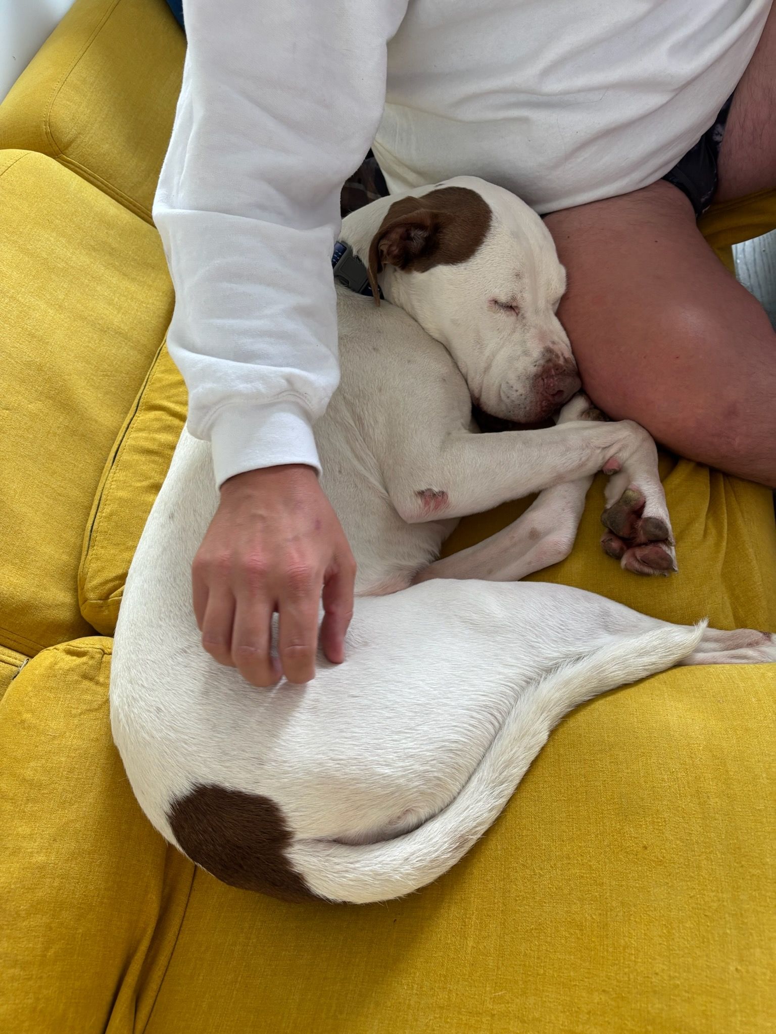 Woman in glasses holds black llama with a purple leash in a golf cart.