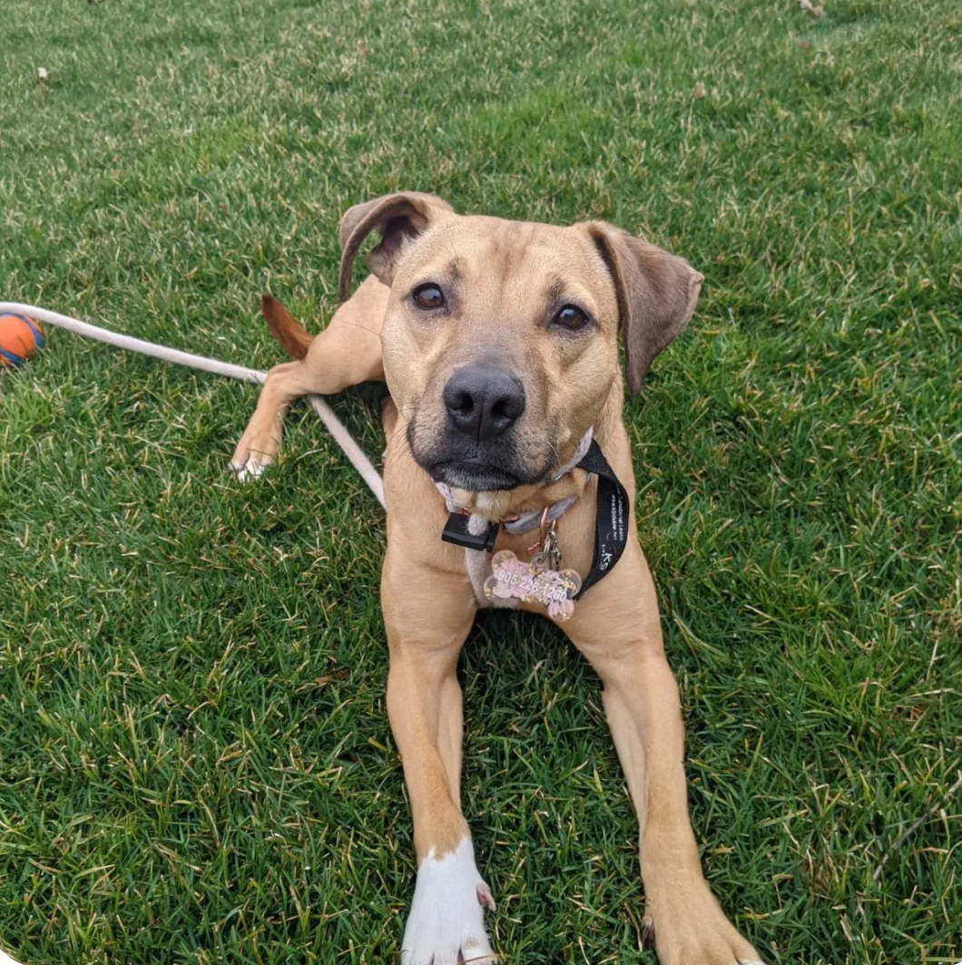 Four dogs of various breeds peering over a concrete wall against a blue sky.