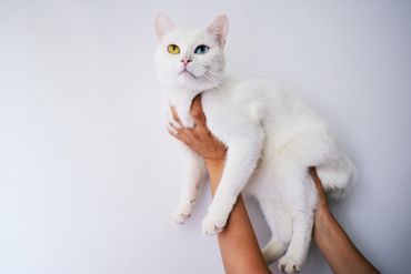 White cat with one blue eye and one yellow eye, held up in front of a white wall.