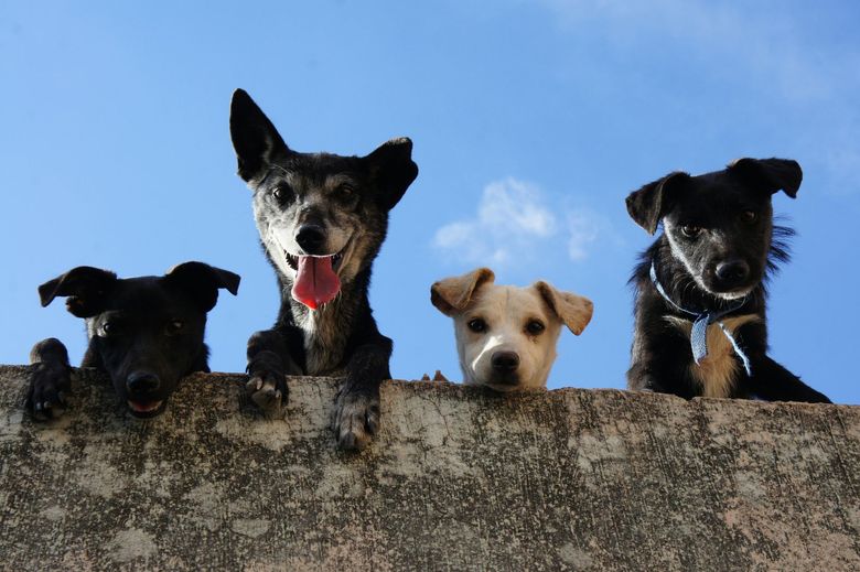 Four dogs of various breeds peering over a concrete wall against a blue sky.