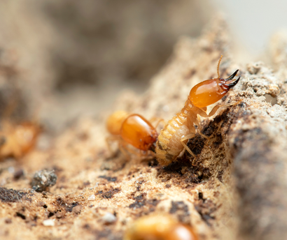 A group of termites are crawling on a rock.