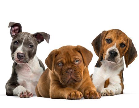 Drop-in Visits — Group of Puppies Lying in Pueblo, CO
